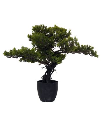 Bonsai S125
