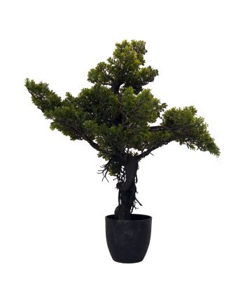 Bonsai S725